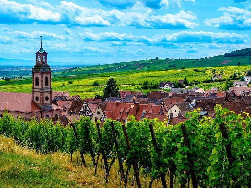 A church tower and a village's roofs behind a slope of vines