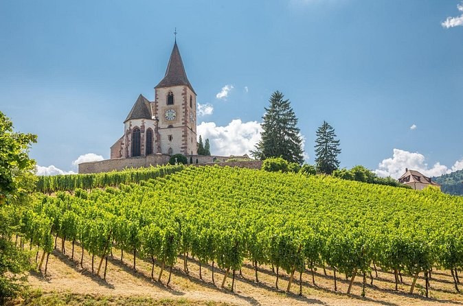 Hunawihr's fortified church on its rise above rows of vines in leaf