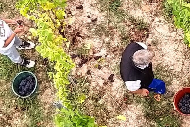Grapes being picked into buckets between the vine rows, seen from above