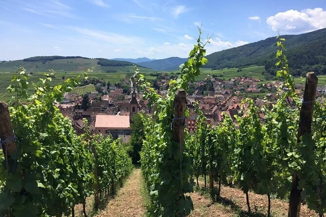 Vine rows climbing above a village's roofs, wooded hills behind
