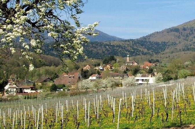 Young vines below a village in spring, a fruit tree in blossom