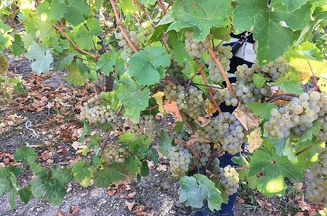 Bunches of white grapes hanging among the leaves